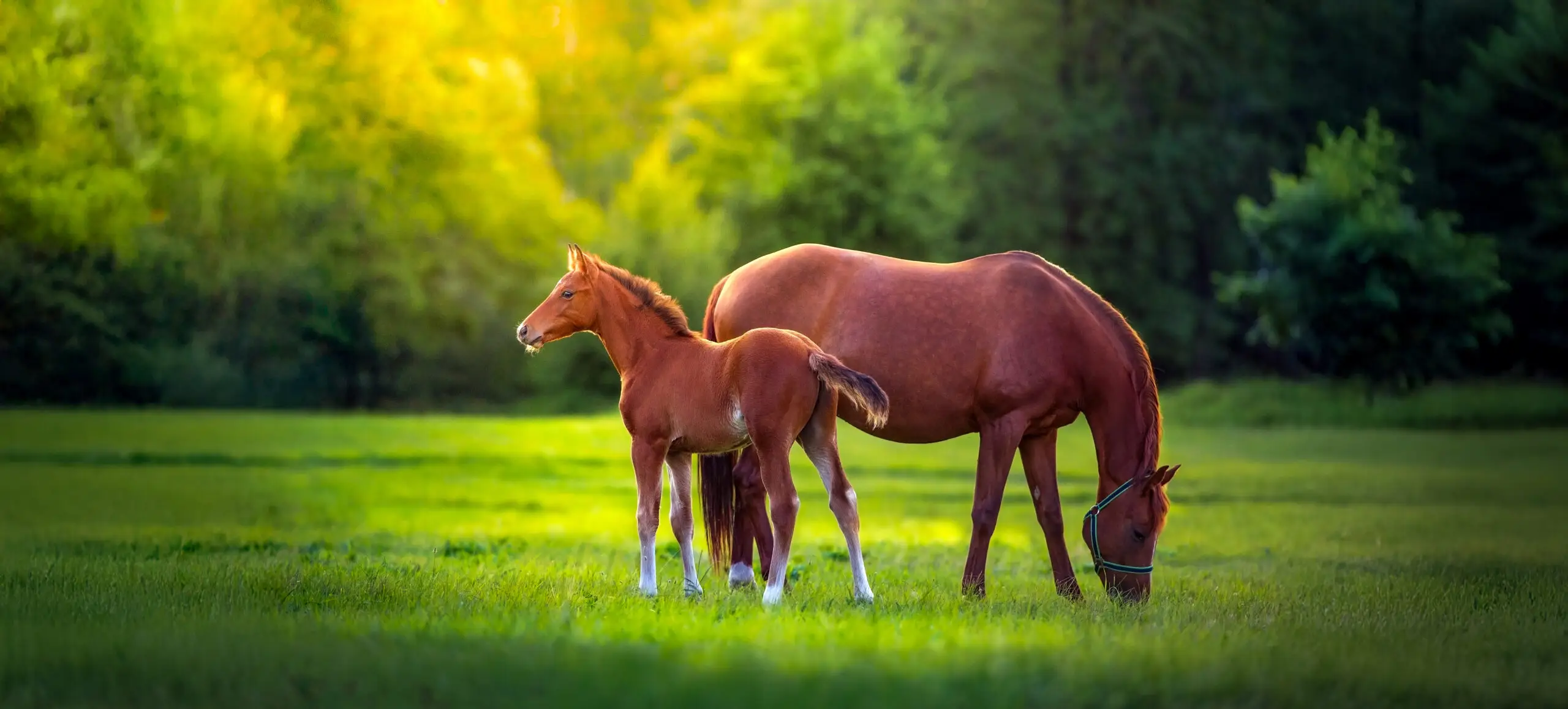 A foal from a proven 1.60m dam line