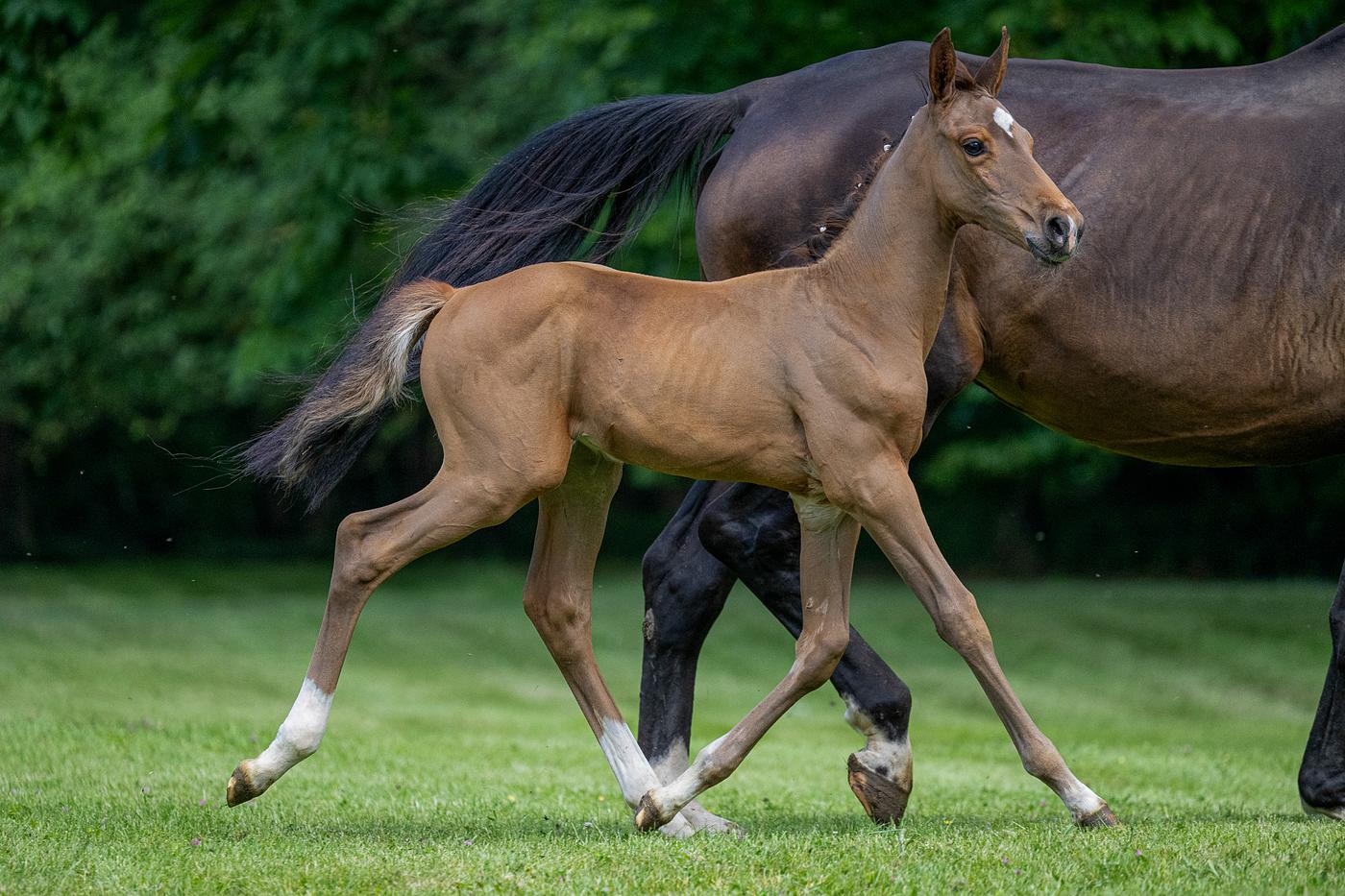 Heartdiana photo