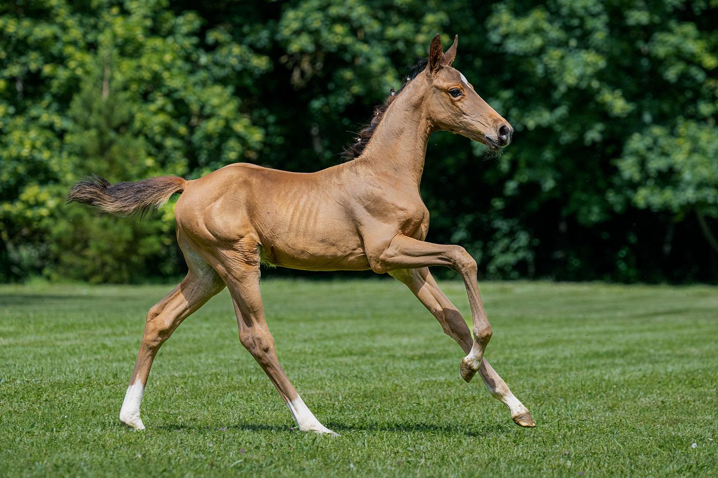 Heartdiana photo