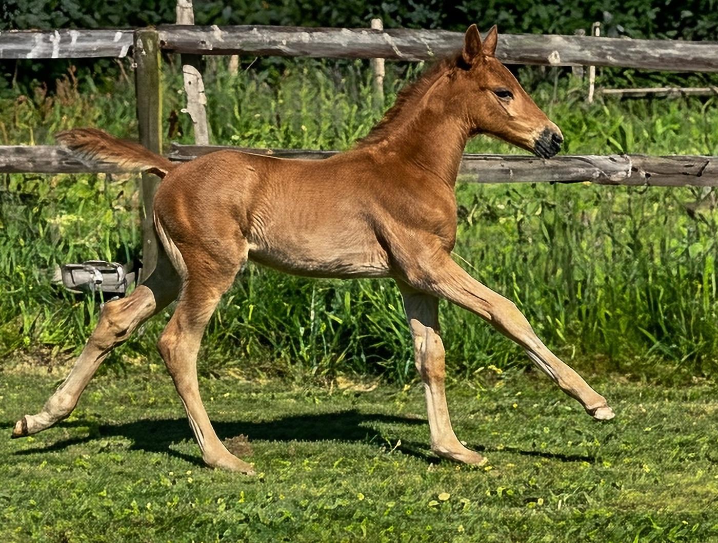 USA de Kreisker photo