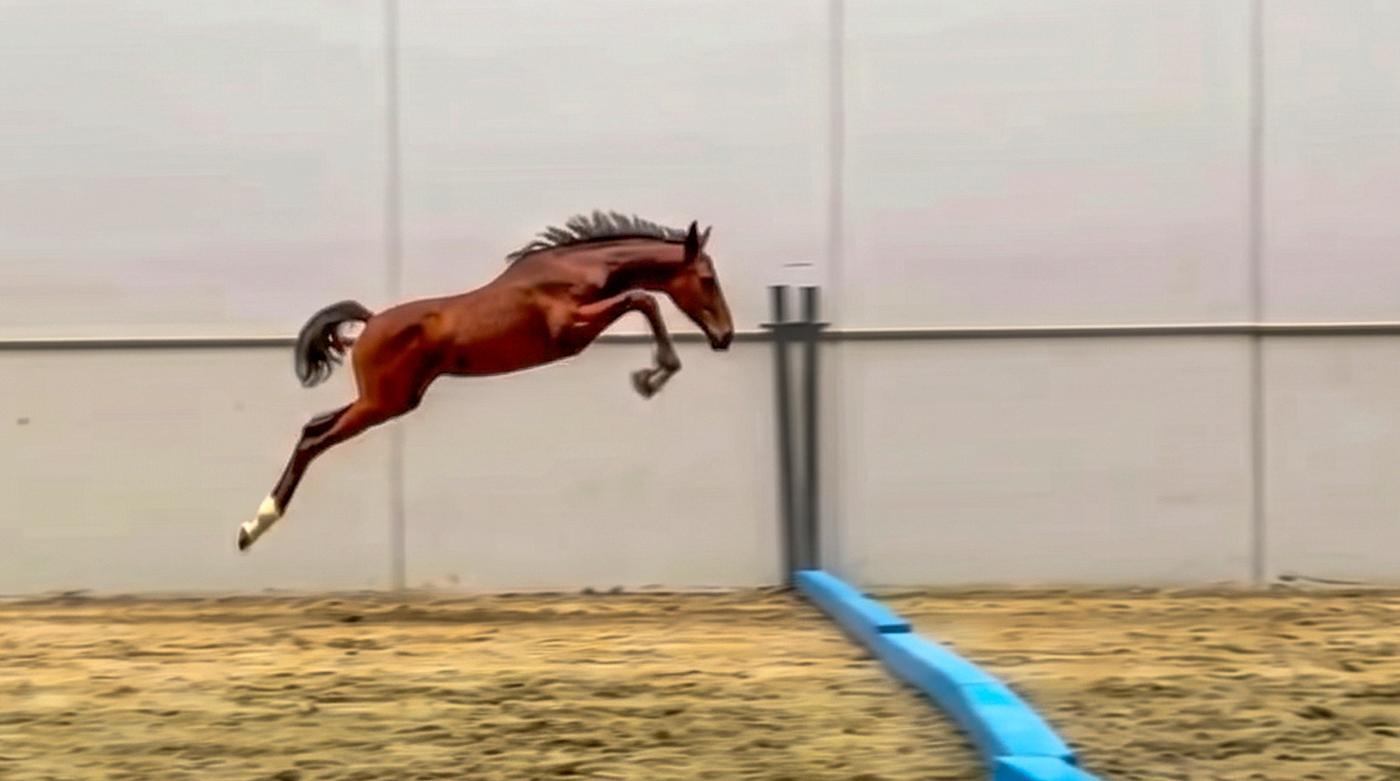 Dynamic Picobello photo